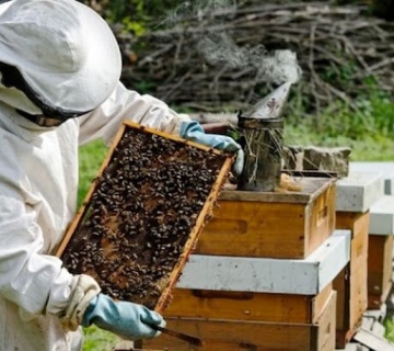 Pčelarstvo u Srbiji – unosan biznis uz značajne subvencije 